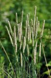 Phleum pratense