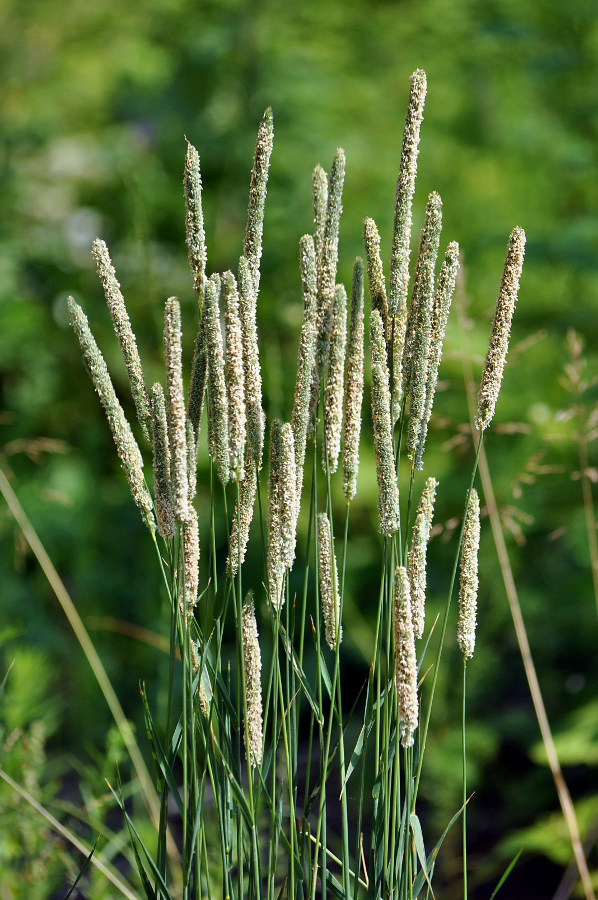 Image of Phleum pratense specimen.