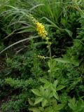 Agrimonia coreana