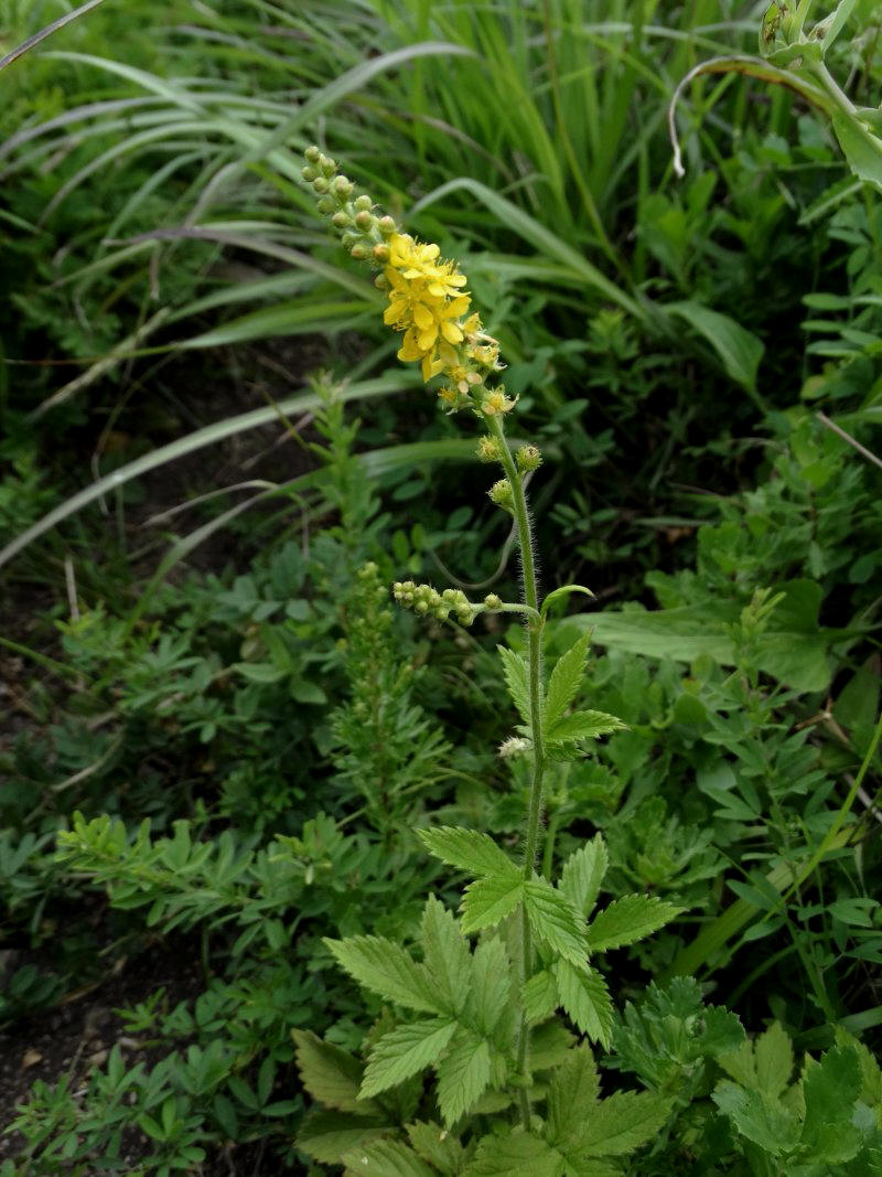 Image of Agrimonia coreana specimen.