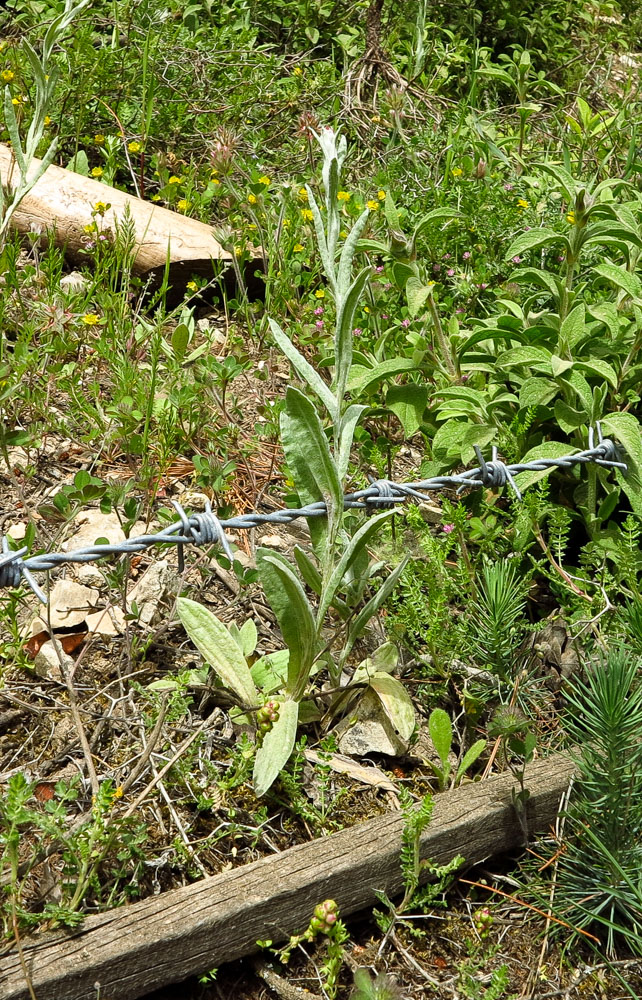 Изображение особи Helichrysum sanguineum.