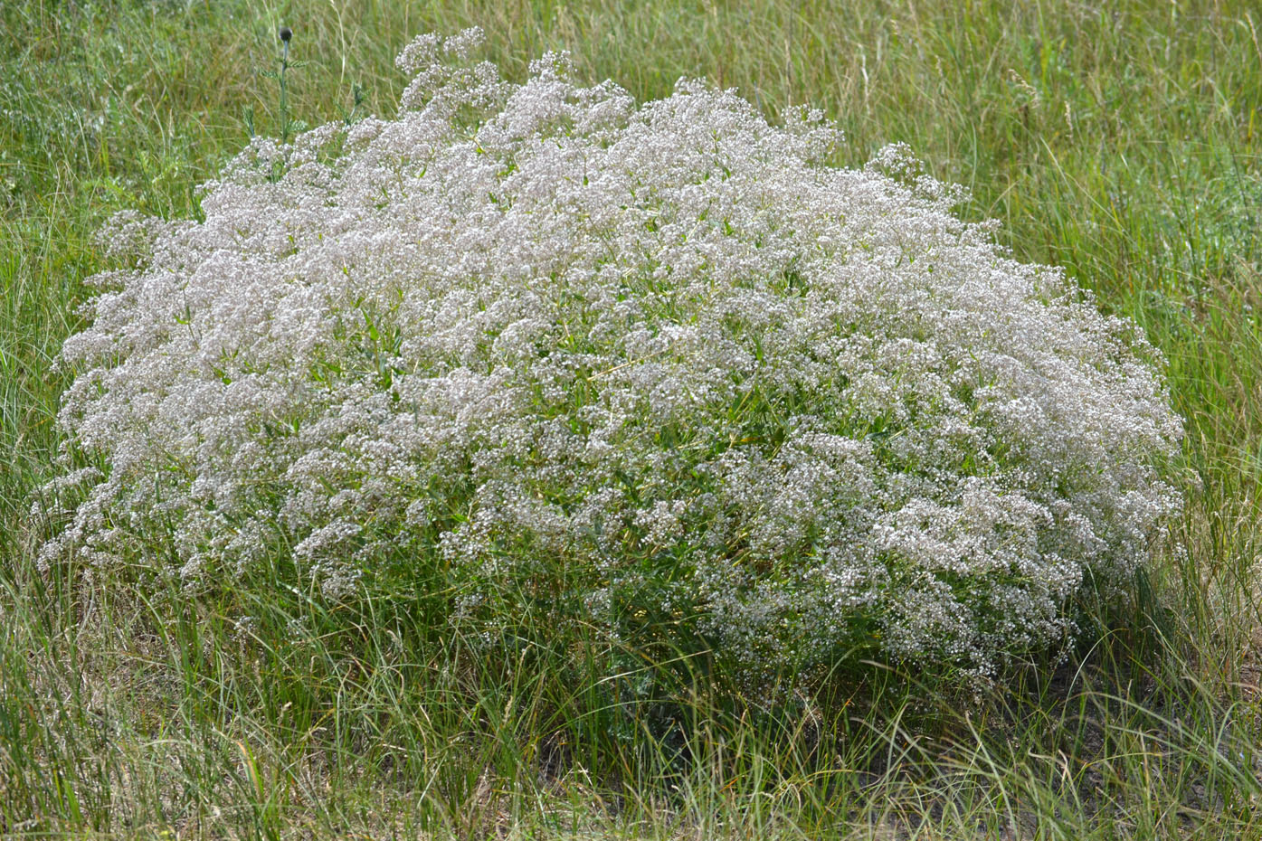 Изображение особи Falcaria vulgaris.