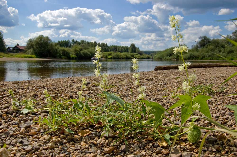 Изображение особи Echinocystis lobata.