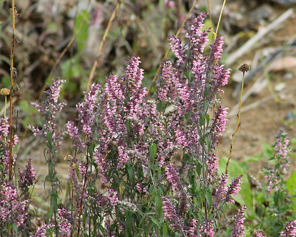 Изображение особи Odontites vulgaris.