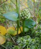 Calla palustris. Незрелое соплодие и листья среди веточек Sphagnum. Пермский край, Оханский р-н, левый берег р. Кама, Кунчурихинский бор, мезотрофный осоковый лагг верхового болота, окружённый смешанным лесом. 03.09.2016.