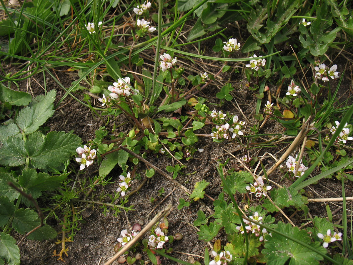 Image of Cochlearia danica specimen.