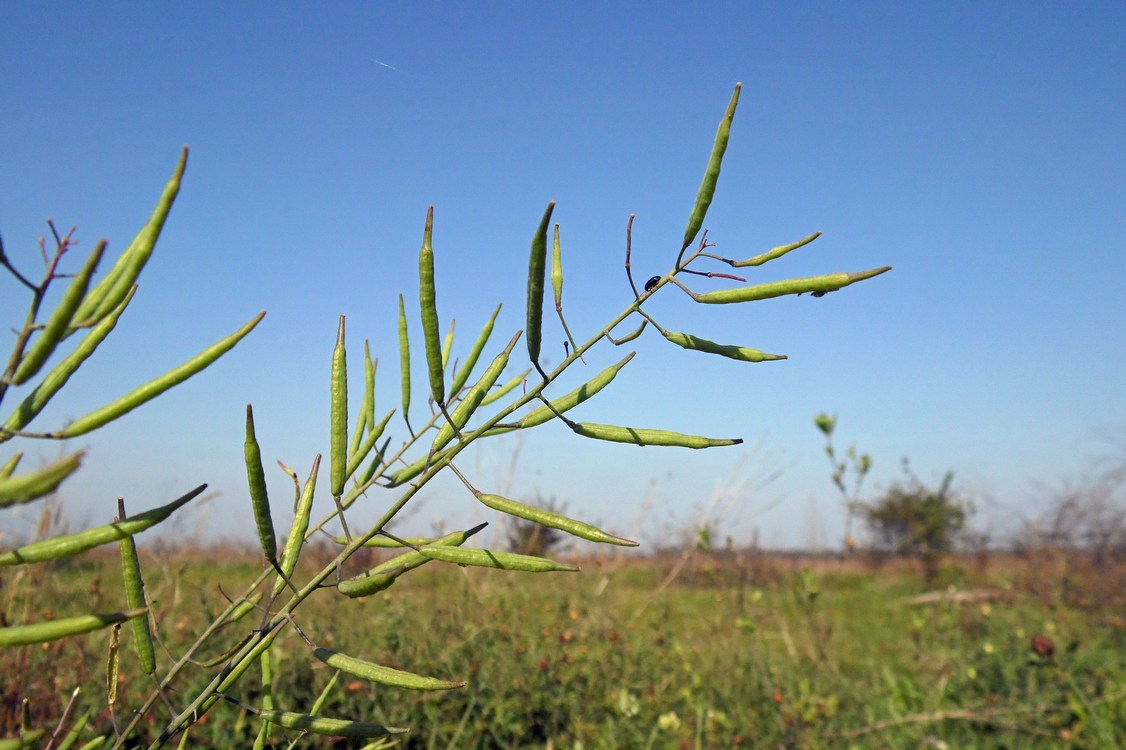 Изображение особи Brassica campestris.