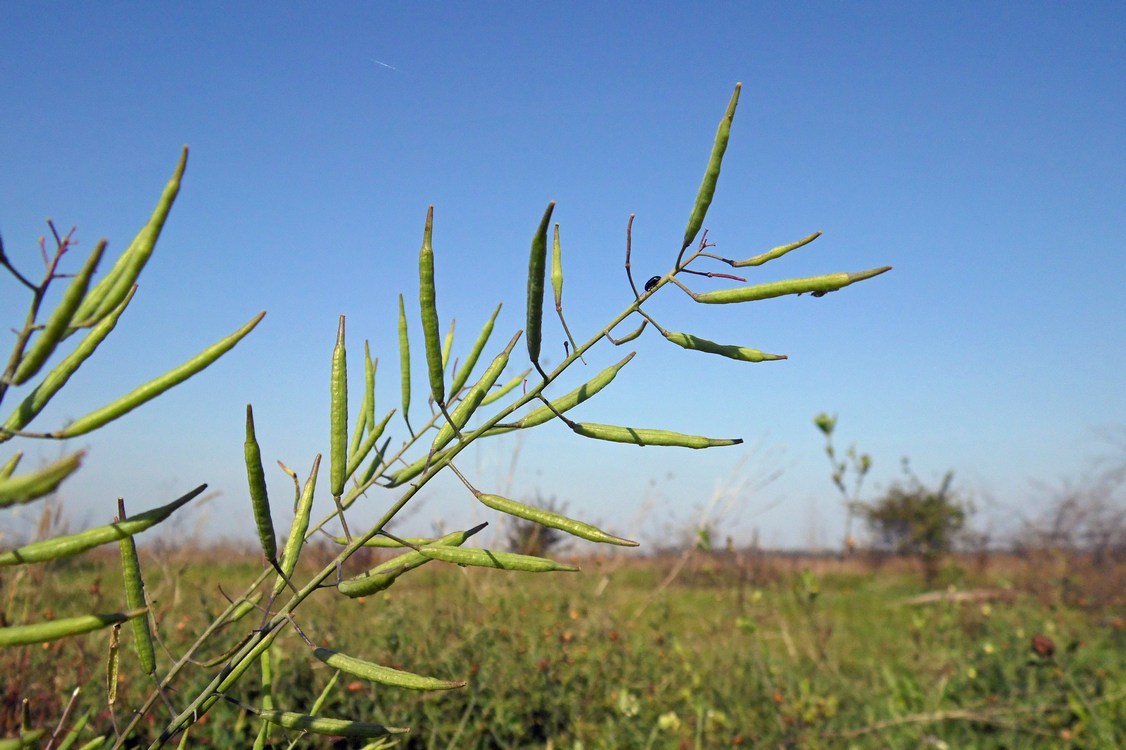 Image of Brassica campestris specimen.