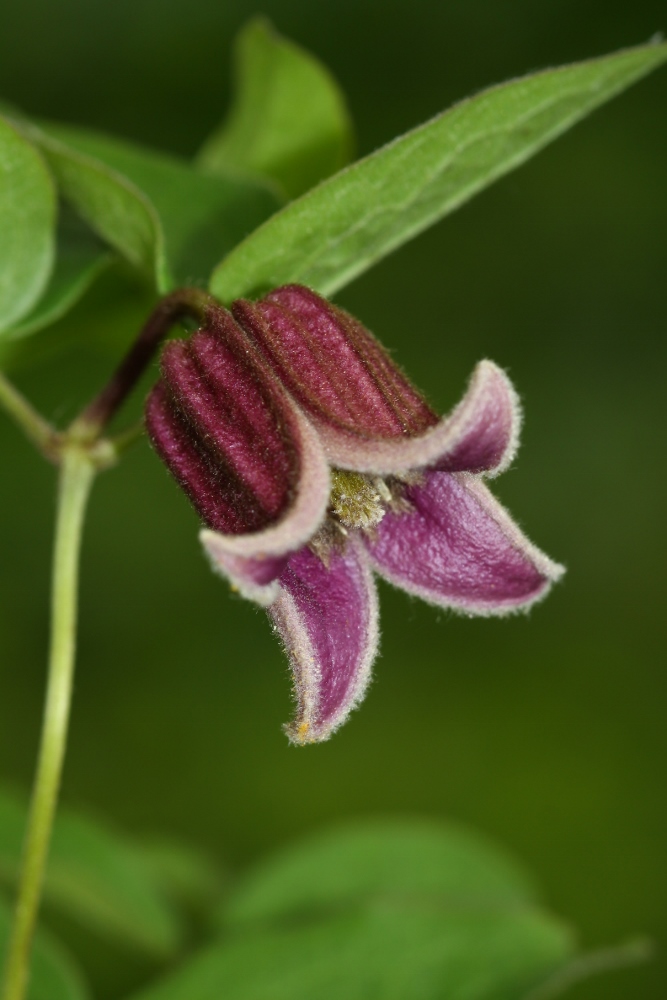 Image of Clematis fusca specimen.