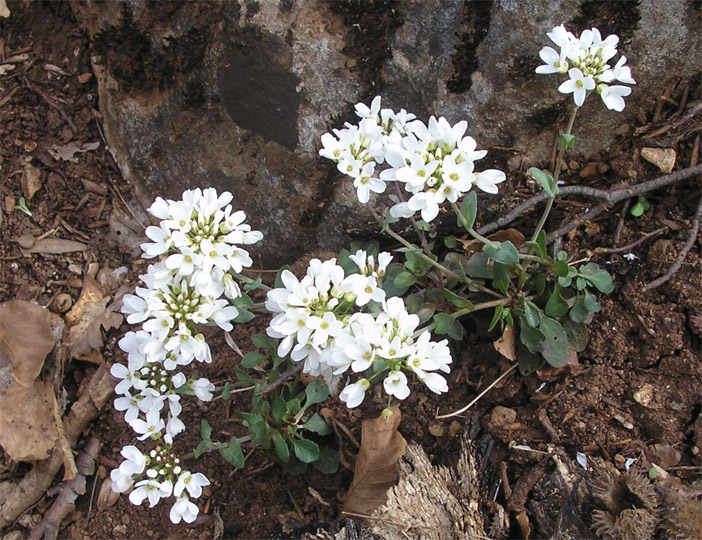 Изображение особи Noccaea macrantha.