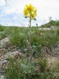 Ligularia narynensis. Цветущее растение. Казахстан, Сев. Тянь-Шань, хр. Кетмень, пер. Кегень, степной скалистый склон, выс. 2000 м н.у.м. 23 мая 2016 г.