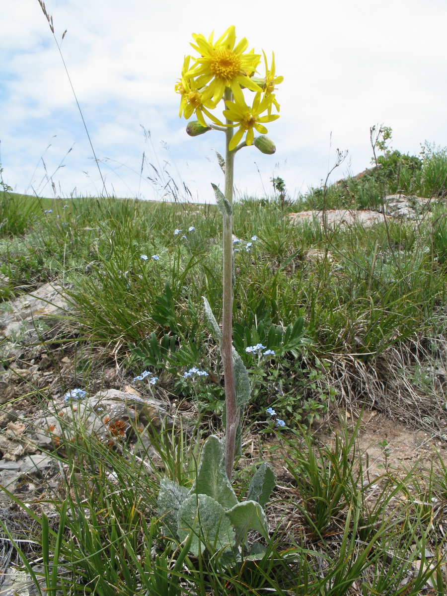 Изображение особи Ligularia narynensis.