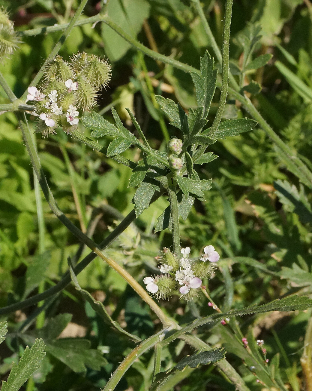 Изображение особи Turgenia latifolia.