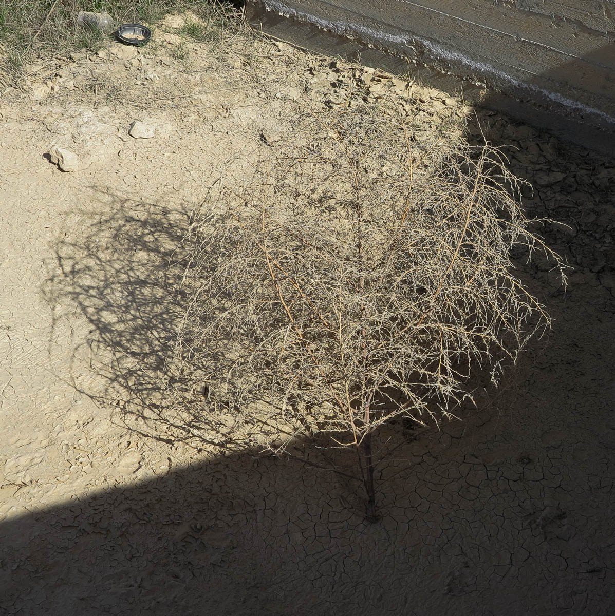 Image of Bassia indica specimen.