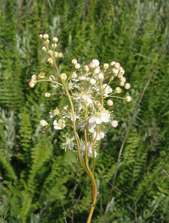 Image of Filipendula vulgaris specimen.