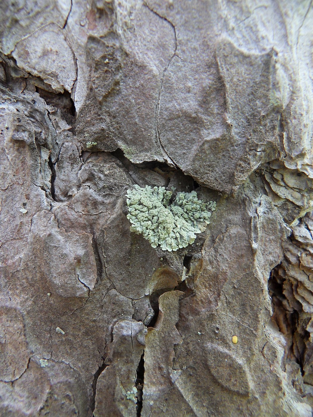 Image of Parmeliopsis ambigua specimen.