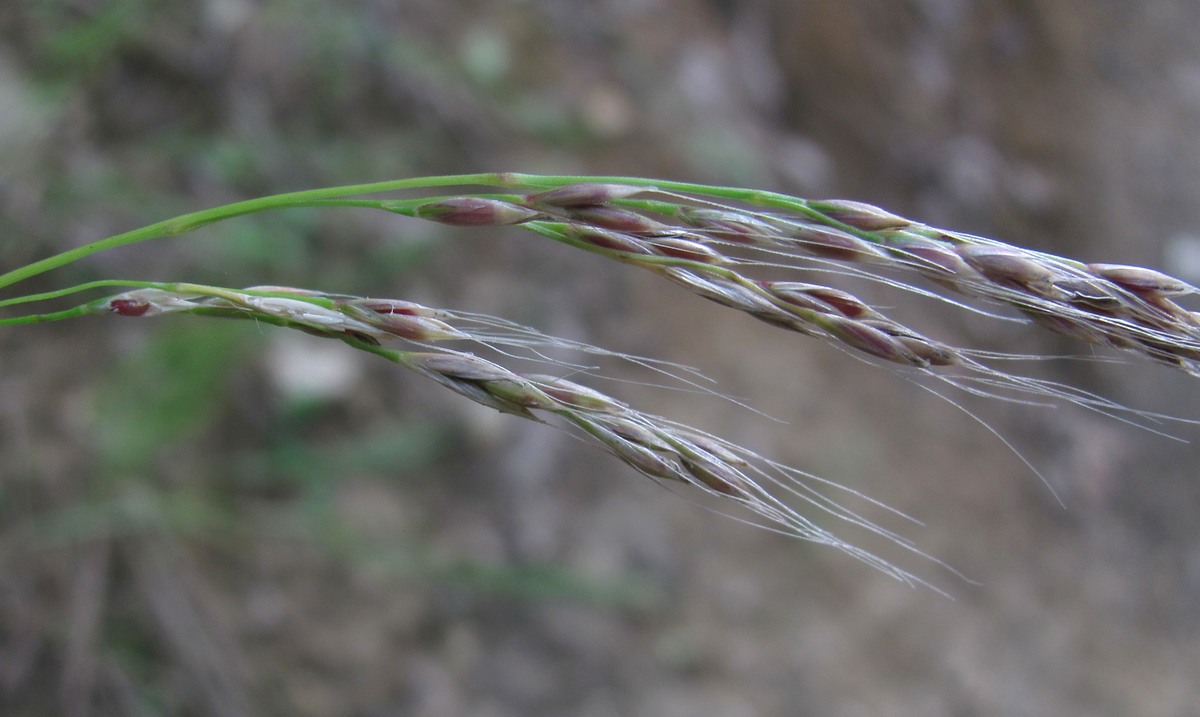 Image of Festuca gigantea specimen.