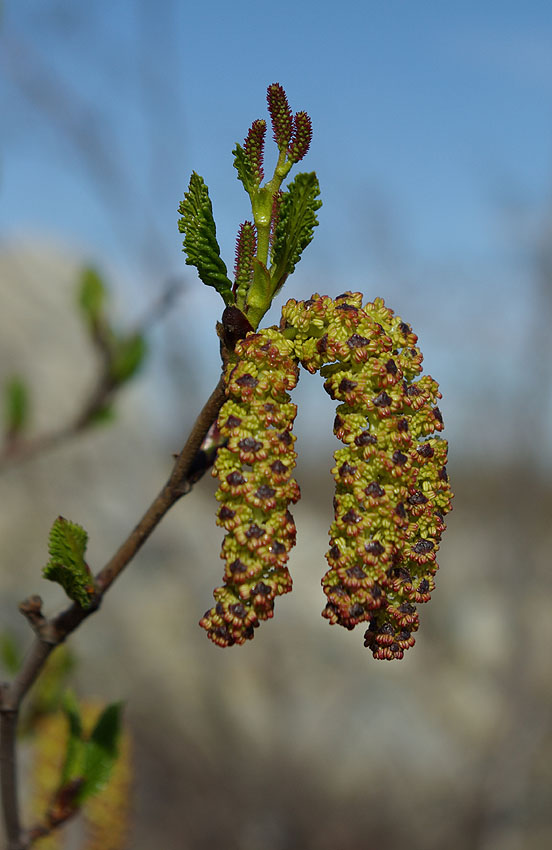 Изображение особи Duschekia fruticosa.