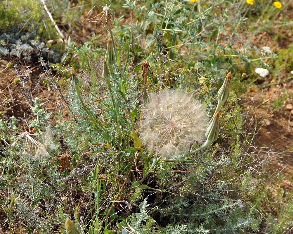 Image of Tragopogon dubius specimen.