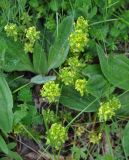 Cruciata taurica. Верхушки побегов с соцветиями (рядом видны листья Plantago). Крым, гора Чатырдаг (нижнее плато), луговая степь. 05.06.2016.