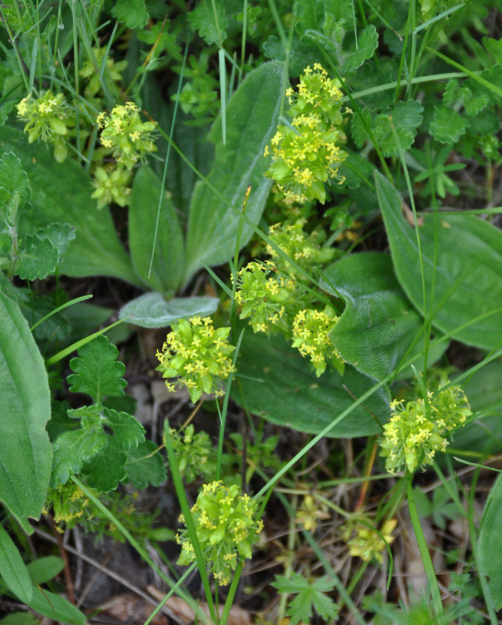 Image of Cruciata taurica specimen.