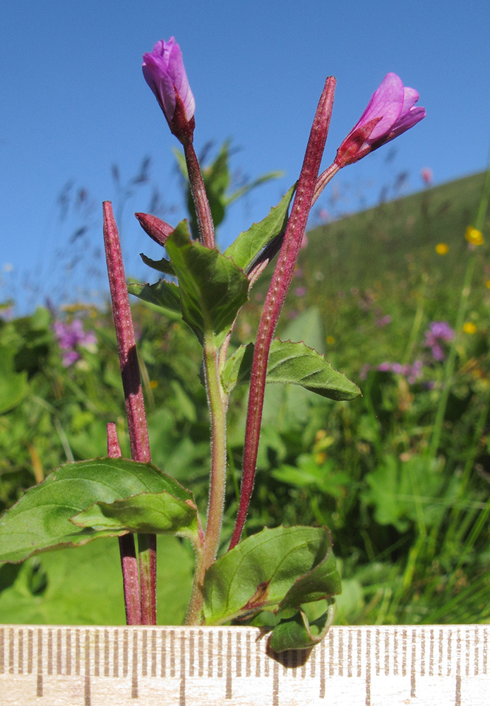 Image of Epilobium algidum specimen.