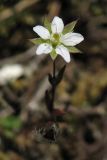 Minuartia hybrida