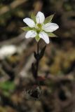 Minuartia hybrida