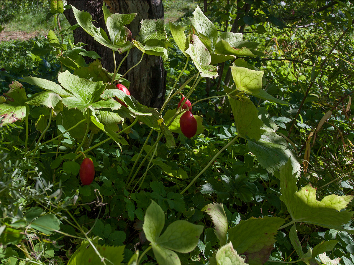 Изображение особи Sinopodophyllum hexandrum.