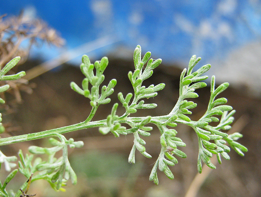 Image of Artemisia taurica specimen.