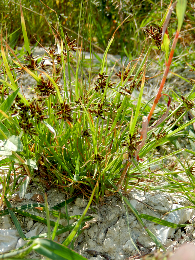 Image of Cyperus fuscus specimen.