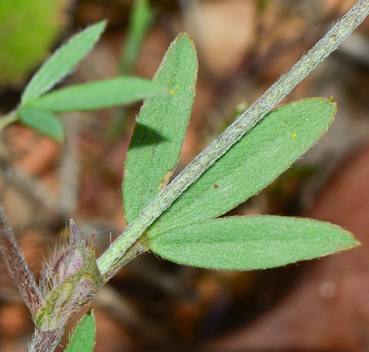 Image of Trifolium prophetarum specimen.