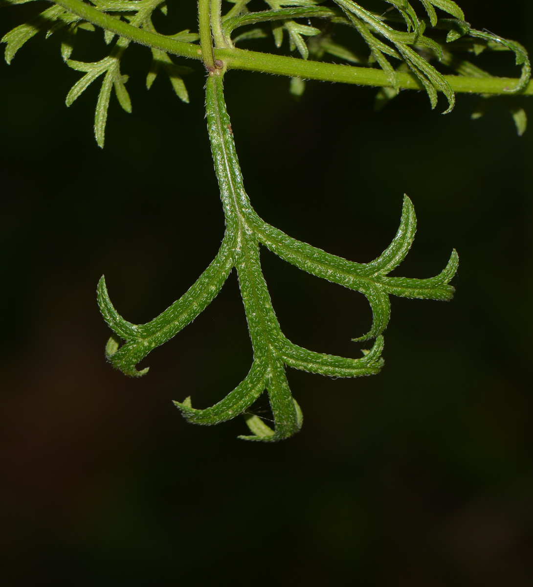 Image of Glandularia pulchella specimen.