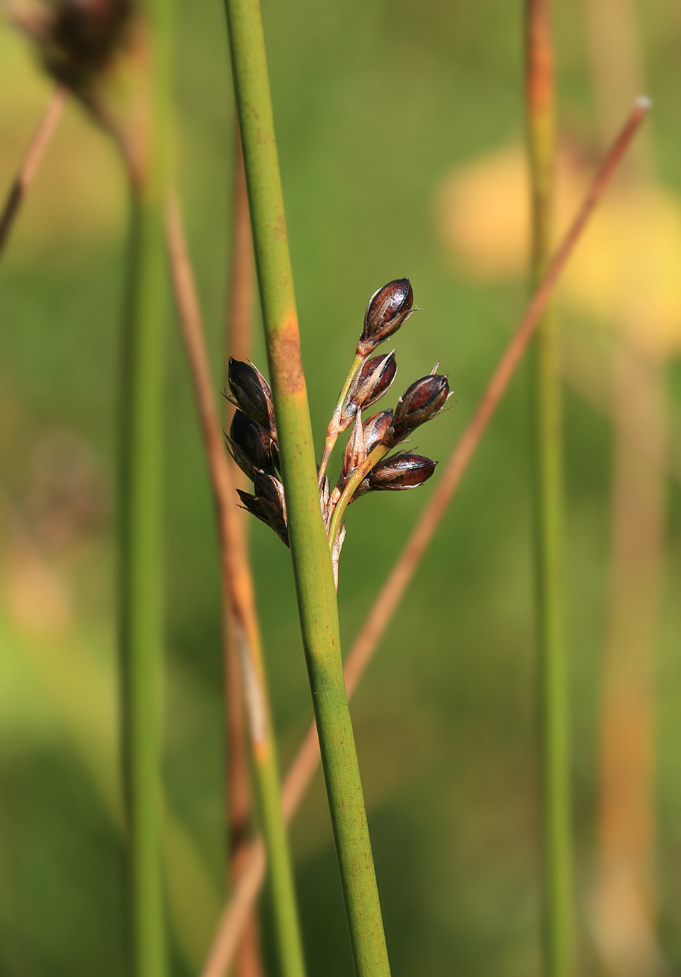 Изображение особи Juncus haenkei.