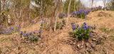 Pulmonaria mollis