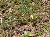 Tulipa biebersteiniana. Растение с бутоном. Украина, г. Запорожье, восточная окраина, долина р. Мокрая Московка. 25.03.2017.