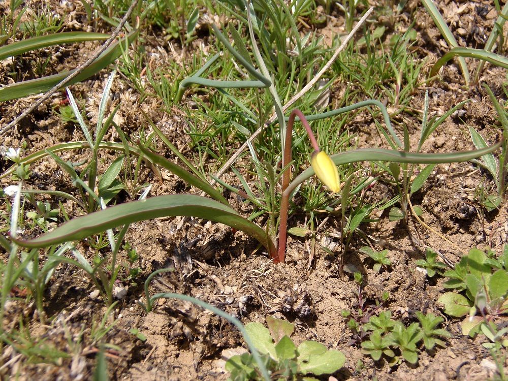 Изображение особи Tulipa biebersteiniana.