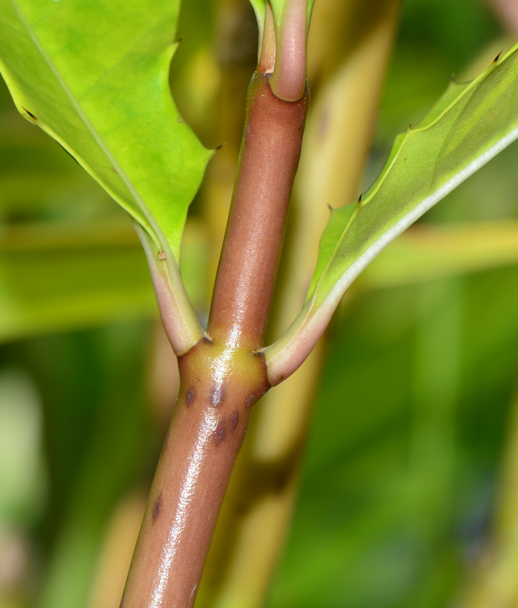 Image of Acanthus ilicifolius specimen.