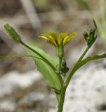 Image of taxon representative. Author is Роланд Цандекидис
