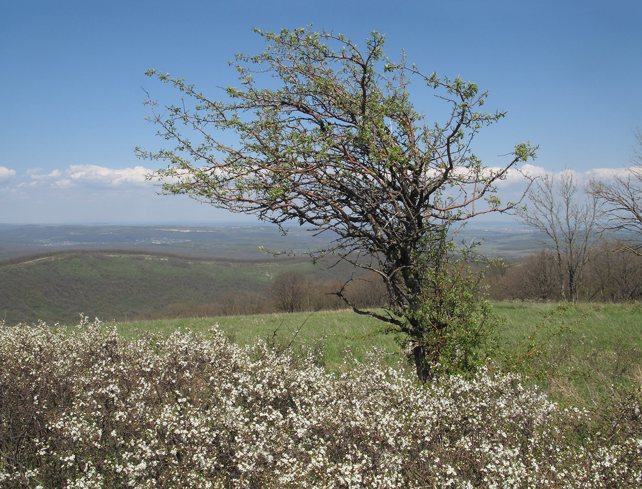 Изображение особи Malus orientalis.