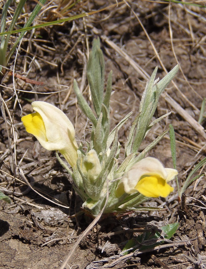 Image of Cymbochasma borysthenica specimen.