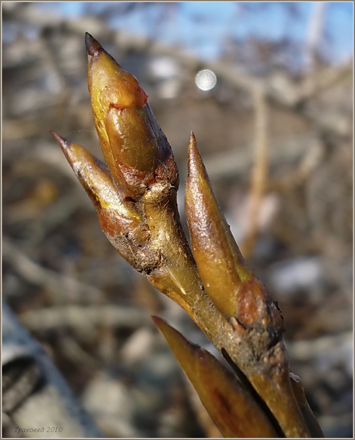 Изображение особи Populus balsamifera.