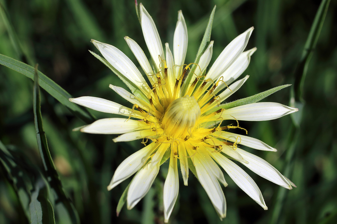 Изображение особи Tragopogon graminifolius.