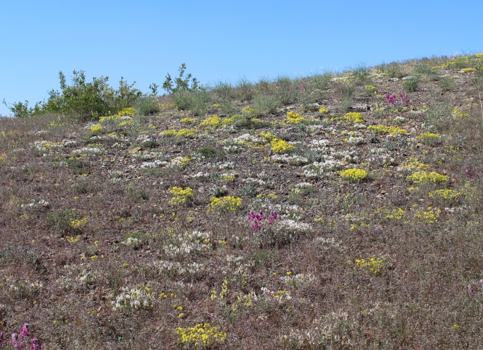 Image of Astragalus helmii ssp. tergeminus specimen.