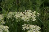 Cardaria draba. Соцветия с кормящимися насекомыми. Ростовская обл., г. Волгодонск, на краю леса, на выпасе. 25.05.2017.
