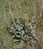 Verbascum