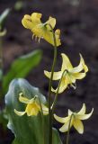 Erythronium tuolumnense