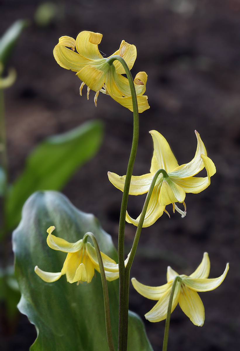 Image of Erythronium tuolumnense specimen.