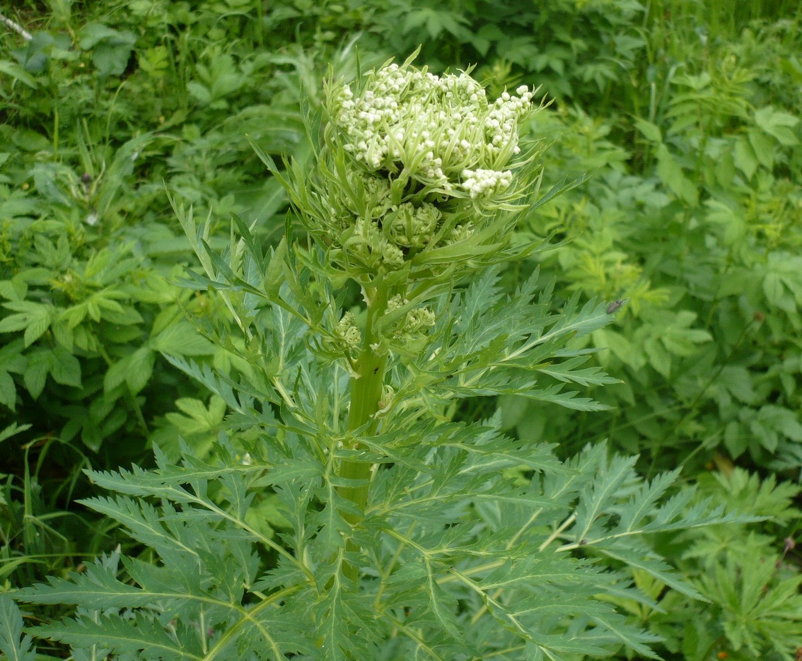 Image of Pleurospermum uralense specimen.