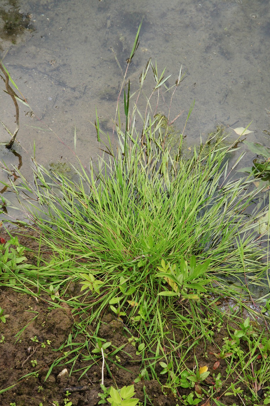 Изображение особи Agrostis stolonifera.